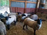 भेड़, White Suffolk sheep — फ़ोटो 6
