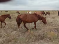 Kobyła, Mugalzhar horse — zdjęcie 5