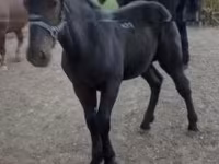 Koń, Hungarian horse breed — zdjęcie 2
