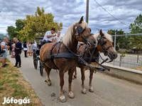 母马, Horses — 照片 7