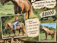 Kobila, Kentucky mountain daddle horse — fotografija 1