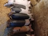 Porcs (lot, sexe non indiqué), Porcs — photo 1