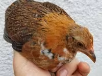 Chickens — الصورة 3