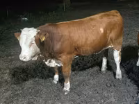 雄牛, Swiss cattle — 写真 3