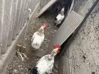 Geese — Foto 4