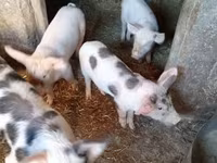 猪（批次，未指定性别）, Pigs — 照片 2