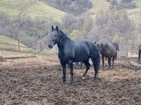 Pastuv, Karachay horse — fotografija 5
