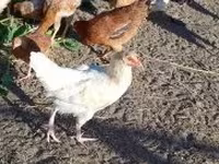 Chickens — photo 1