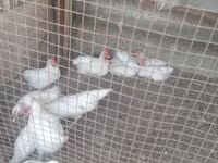 Chickens — foto 2