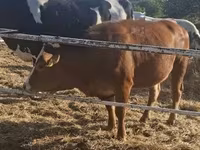 Kuh, Limousin-Kuh — Foto 5