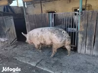 Sow, Pigs — photo 1