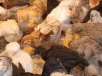 Ayam Cemani — zdjęcie 4