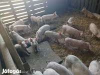 मादा सूअर, सूअर — फ़ोटो 3
