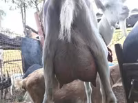 बकरी, Saanen goat — फ़ोटो 2