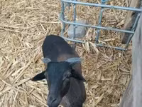 كبش, Cameroon sheep — الصورة 1