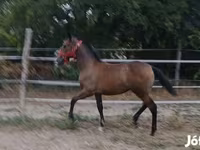 Stute, Lipizzaner — Foto 4