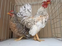 Chickens — Foto 6