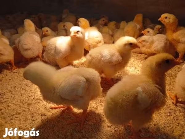 Chickens