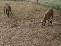 भेड़, Cameroon sheep — फ़ोटो 3