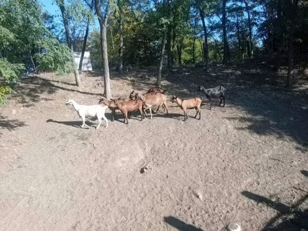 Kozioł, Kozy
