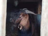 公山羊, Nubian Goat — 照片 1