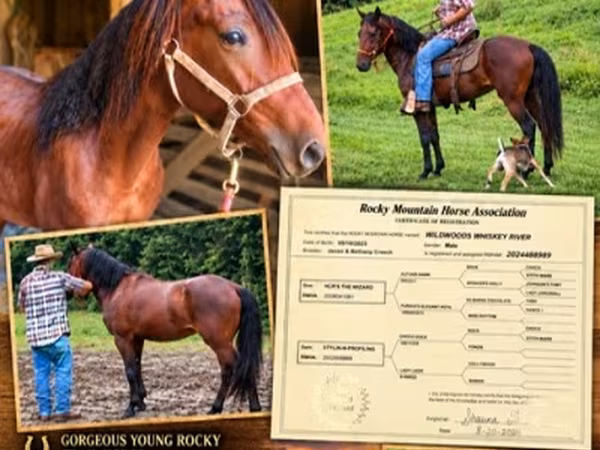 Pastuv, Rocky Mountain Horse