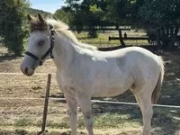 Yegua, Caballos — foto 5