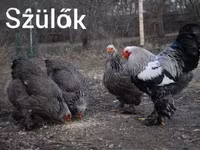 Brahma — zdjęcie 4