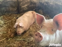 公猪, Pigs — 照片 1