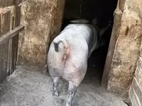 मादा सूअर, सूअर — फ़ोटो 2