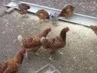 Chickens — الصورة 2