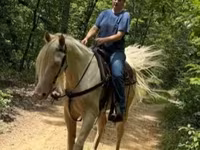 Pastuv, Kentucky mountain daddle horse — fotografija 4
