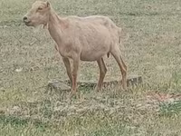 公山羊, Alpine goat — 照片 1