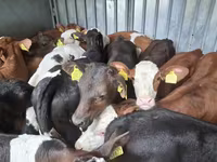 Buqa, Simmental cattle — 5-rasm