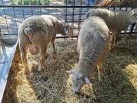 Carneiro, Ile-de-France sheep — foto 7