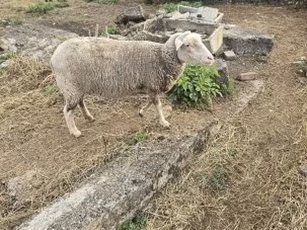 母羊, Australian merinos sheep