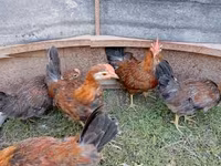 Chickens — zdjęcie 6
