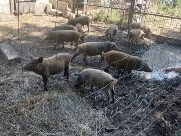 Suínos (lote, sexo não especificado),  — Hungria