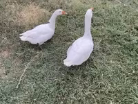 Geese — zdjęcie 3