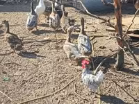 Ducks — zdjęcie 3