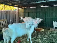 Koza, Pomellata goat — fotografija 7
