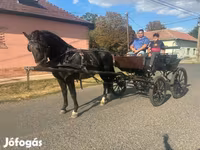 Hengst, Nonius horse — Foto 4