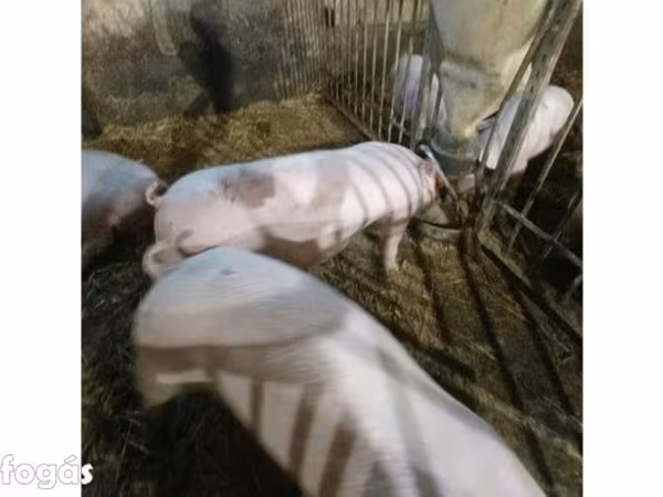 母猪, Pigs