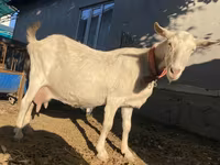 Chèvre, Saanen goat — photo 6