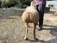 Qoyun, Arashan sheep — foto 2