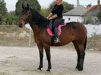 Kobyła, Hungarian horse breed — zdjęcie 5