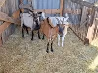Boucs, Boer goat — photo 2