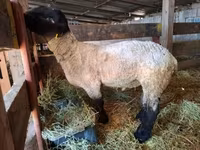 Oveja, White Suffolk sheep — foto 3