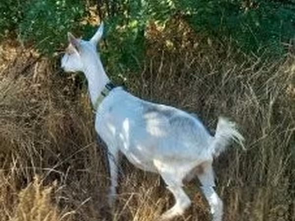 Koza, Saanen goat — Węgry