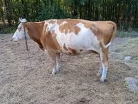 Cow, Simmental cattle — photo 7
